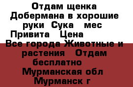 Отдам щенка Добермана в хорошие руки. Сука 5 мес. Привита › Цена ­ 5 000 - Все города Животные и растения » Отдам бесплатно   . Мурманская обл.,Мурманск г.